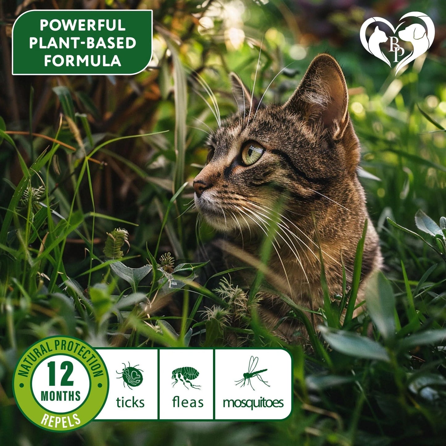Natural Flea & Tick Collar for Cats 12 Months Control of Best Prevention & Safe Treatment anti Fleas and Ticks Essential Oil Repellent (1 Count)
