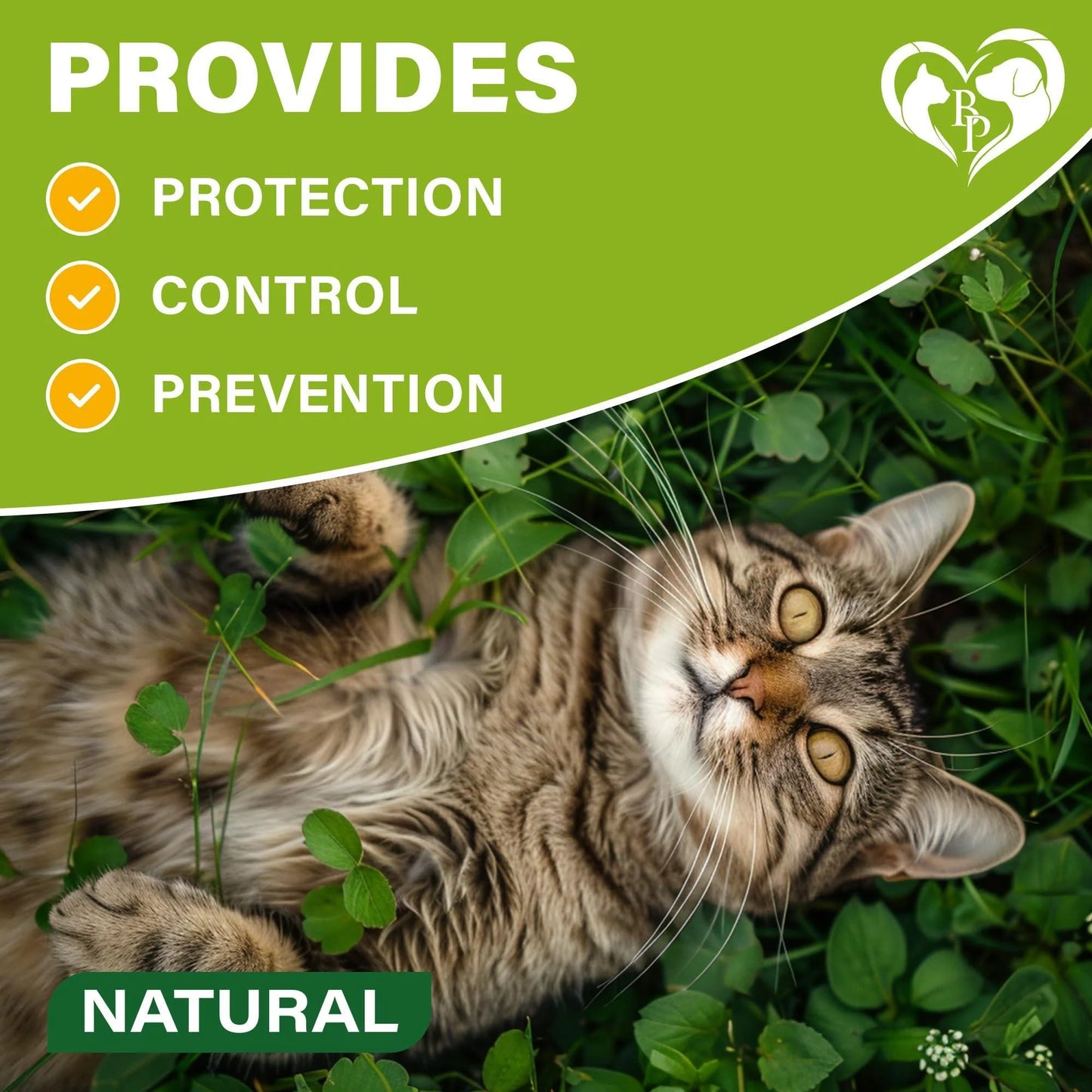 Natural Flea & Tick Collar for Cats 12 Months Control of Best Prevention & Safe Treatment anti Fleas and Ticks Essential Oil Repellent (1 Count)